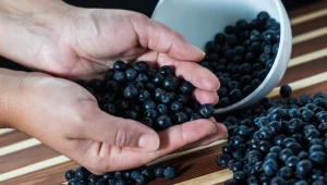 Polska jest największym producentem aronii na świecie. Roczne zbiory są szacowane na 45-50 tysięcy ton, co stanowi około 3/4 podaży globalnej