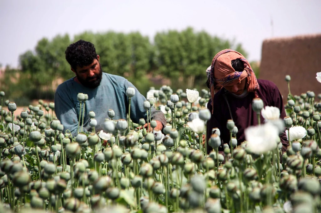 Afgańscy rolnicy zbierają sok opiumowy z pola makowego w dystrykcie Gereshk w prowincji Helmand. Fot. NOOR MOHAMMAD