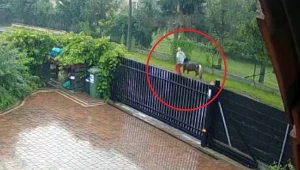 Kucyk skradziony w Wieliczce 