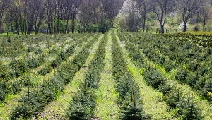 Polacy są wykorzystywani przy sadzeniu lasów pod Uppsalą. Zdjęcie ilustracyjne