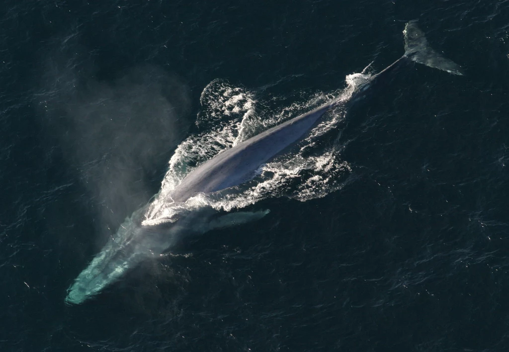 Płetwale błękitne to największe zwierzęta świata. 