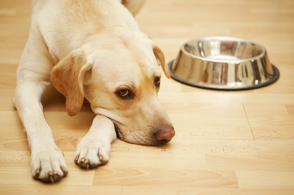 Prawidłowe żywienie to podstawa zdrowia psa
