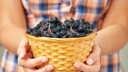 Aronia to owoc, który ma wiele cennych właściwości?