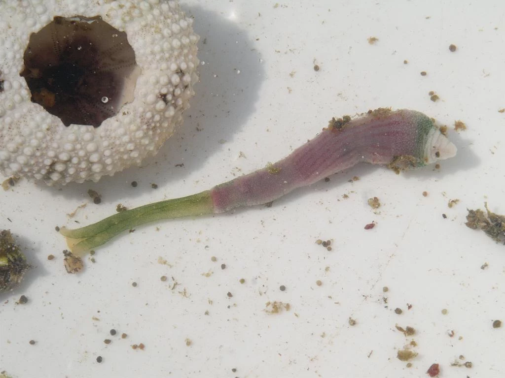 Szczetnice osiągają od 3 cm do nawet blisko dwóch metrów (z wyciągniętym ryjkiem) Szczetnice osiągają od 3 cm do nawet blisko dwóch metrów (z wyciągniętym ryjkiem)