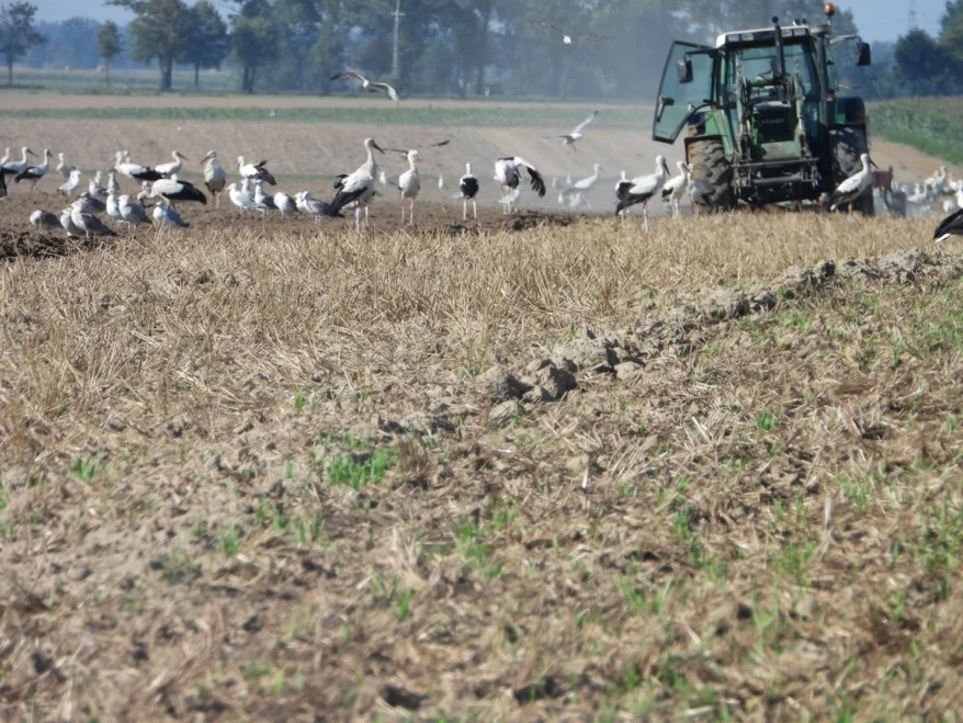 Stada bocianów białych tuż przed odlotem na zimowiska. Opolszczyzna, sierpień 2021 r. Fot. Joachim Siekiera