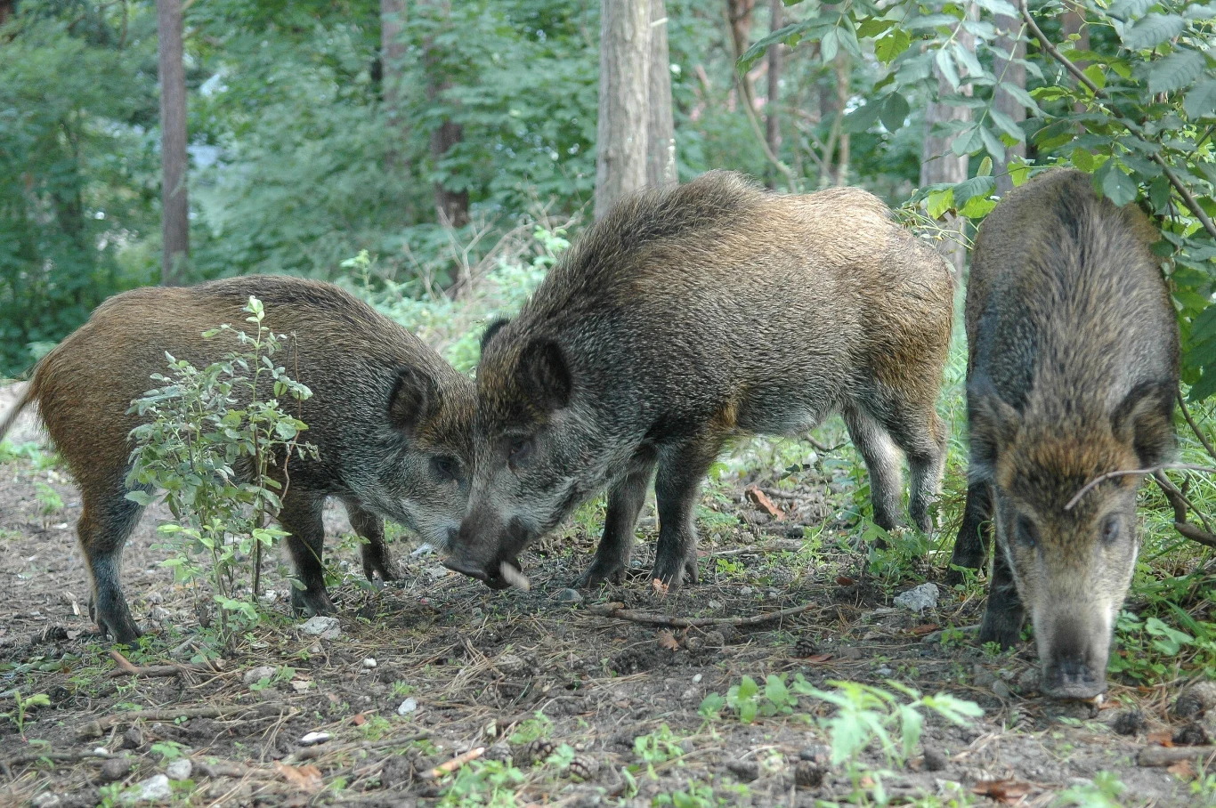Dziki w Puszczy Białowieskiej. Dziki w Puszczy Białowieskiej.