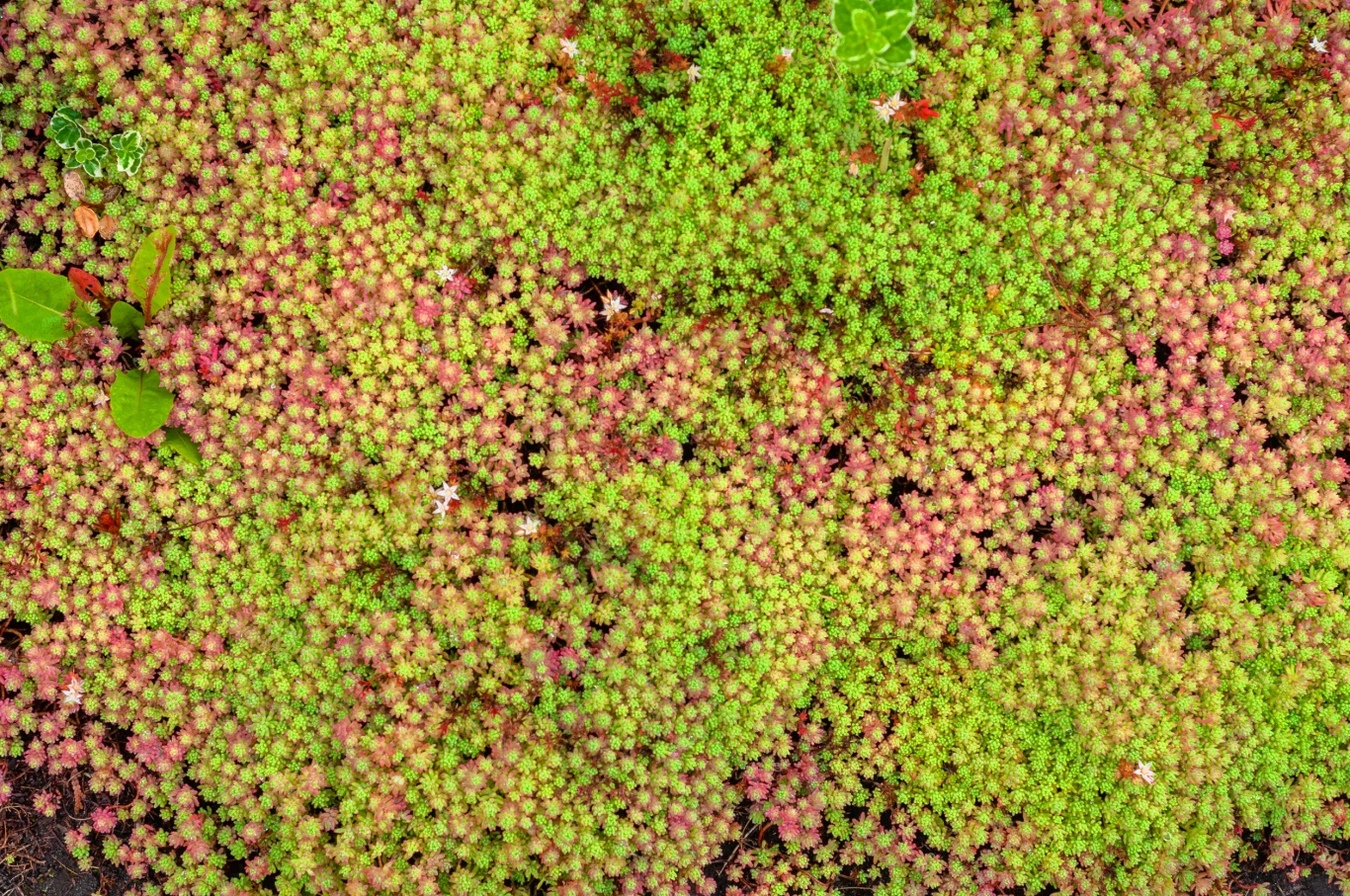 Rozchodniki przyjmują tak różnorodne formy, że trudno jednoznacznie opisać wygląd tej rośliny