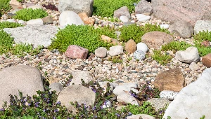 Rozchodniki to doskonałe rośliny na skalniaki, skarpy, murki i rabaty