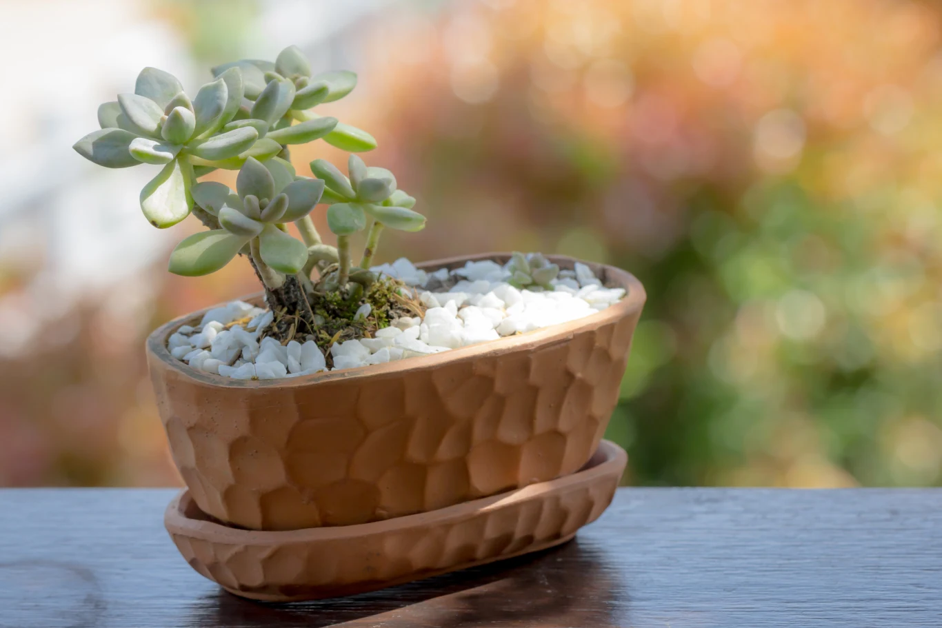 Rozchodniki nie wymagają wiele pracy, a wspaniale się prezentują we wnętrzach. 