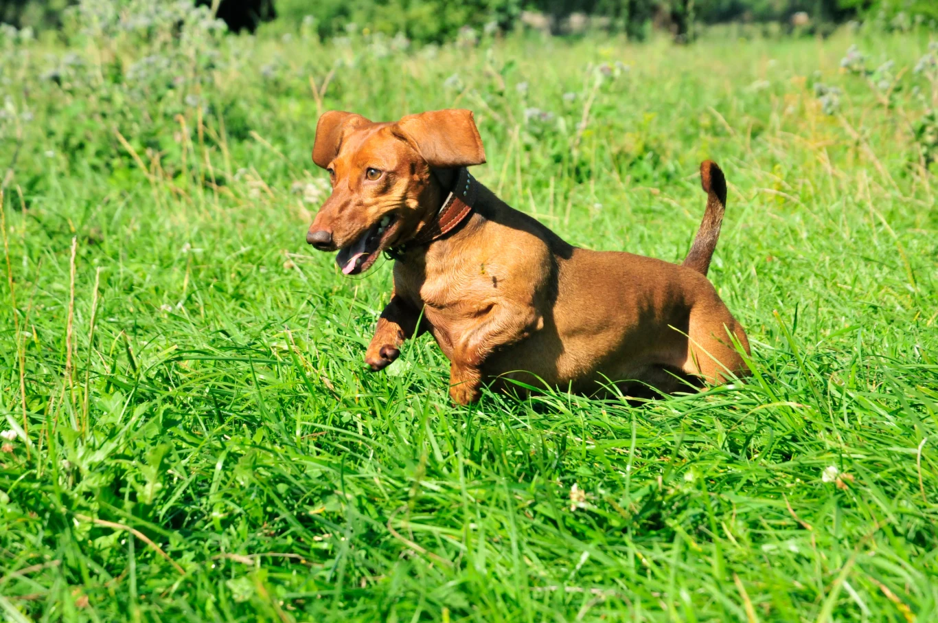 Dla psów wilczy pazur jest bezużyteczny Dla psów wilczy pazur jest bezużyteczny