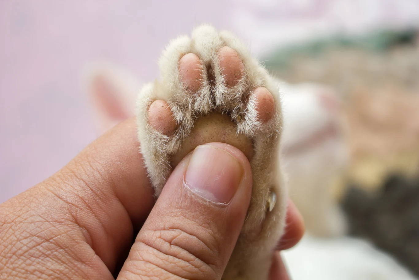 Koty czasem korzystają z wilczych pazurów Koty czasem korzystają z wilczych pazurów