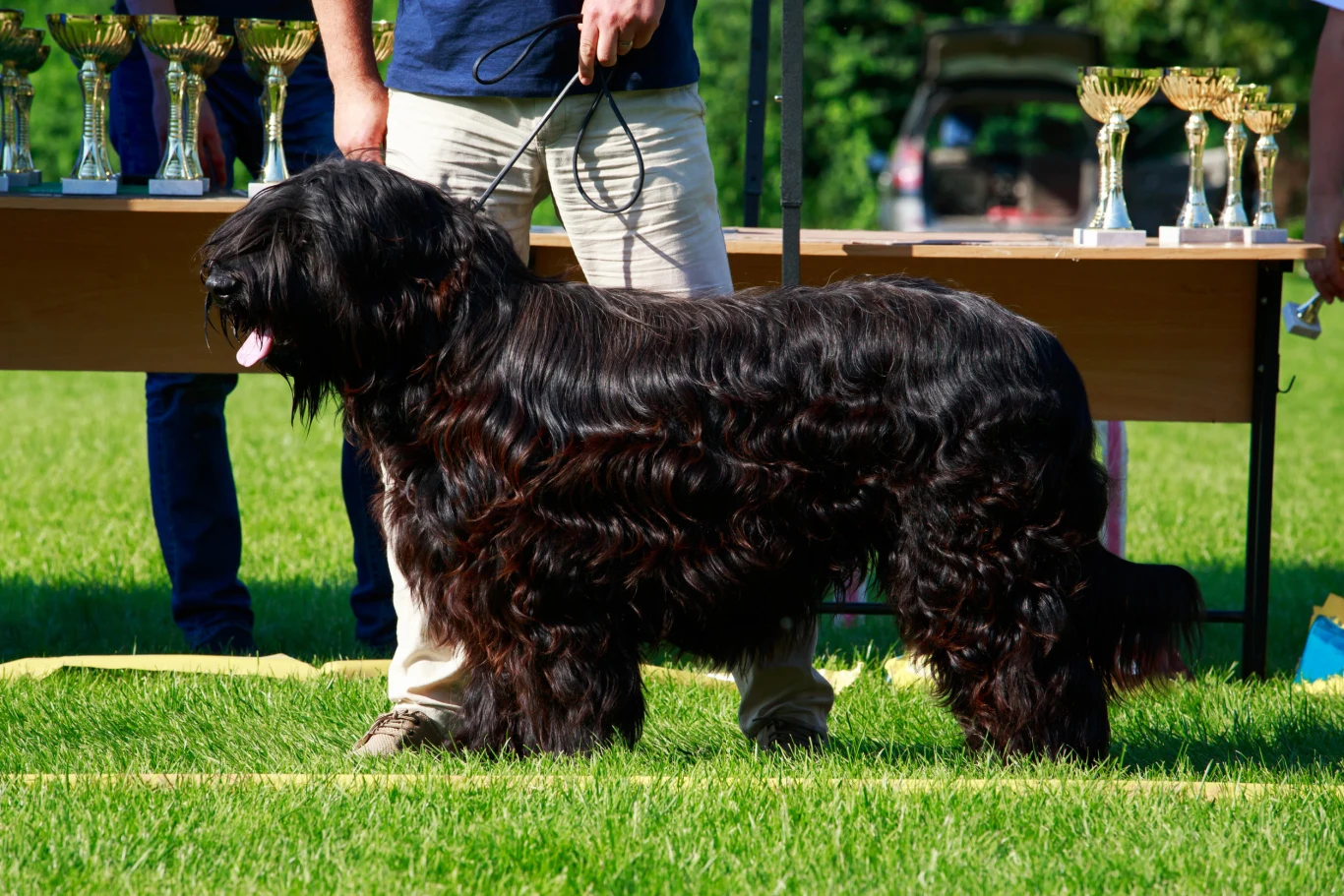 U psów rasy beauceron i briard podwójne wilcze pazury należą do cech wzorcowych U psów rasy beauceron i briard podwójne wilcze pazury należą do cech wzorcowych
