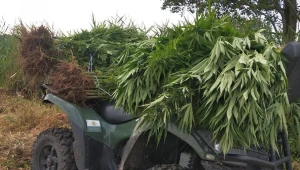 Funkcjonariusze zabezpieczyli 131 krzewów konopi indyjskich (Źródło: KP Nowa Dębna) 