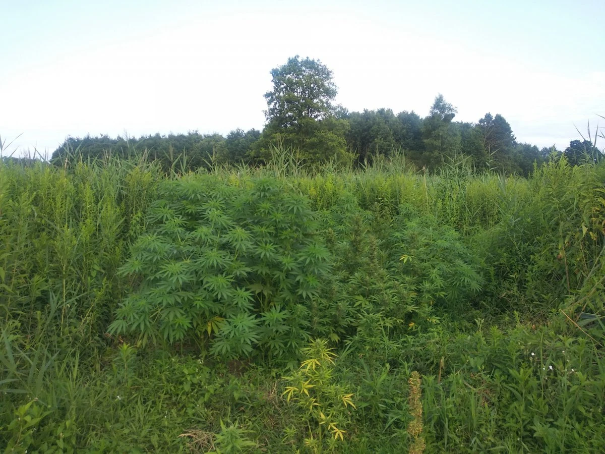 Uprawa konopi (Źródło: KP Nowa Dębna) Uprawa konopi (Źródło: KP Nowa Dębna)