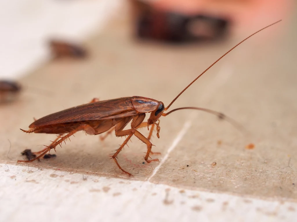 Dowiedz się, jak się pozbyć karaluchów i innych nieproszonych gości z domu