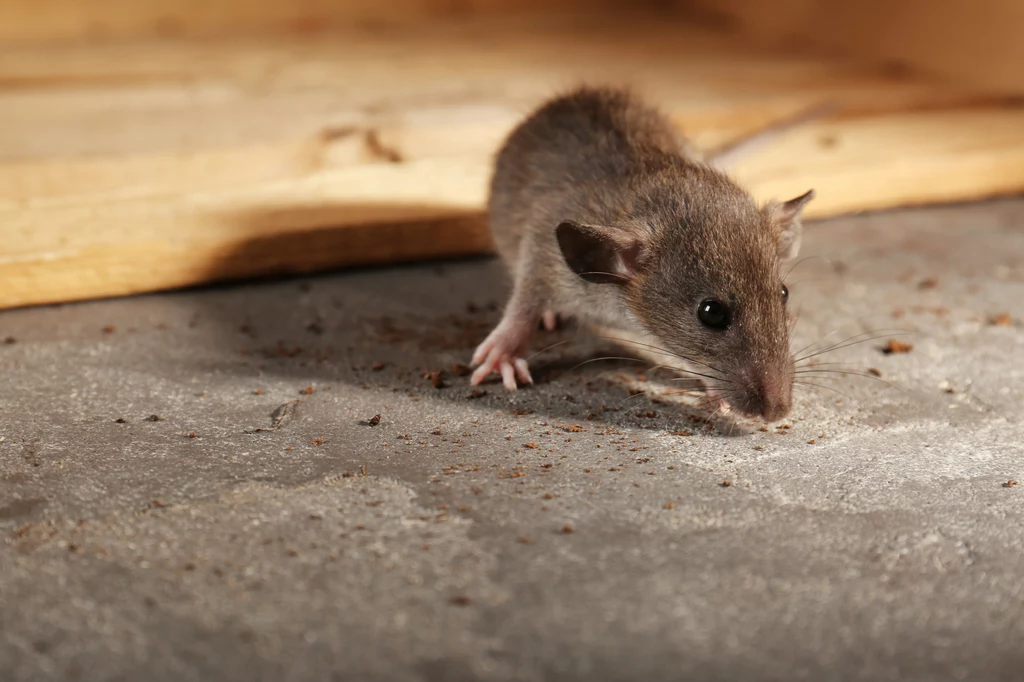 Aby odstraszyć myszy, warto rozłożyć w domu kawałki waty nasączone octem