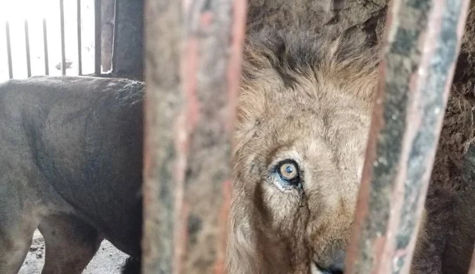 Czy zwierzęta są szczęśliwe w zoo? "Wiele z ogrodów trzeba zamknąć"