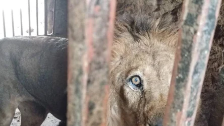 Czy zwierzęta są szczęśliwe w zoo? "Wiele z ogrodów trzeba zamknąć"
