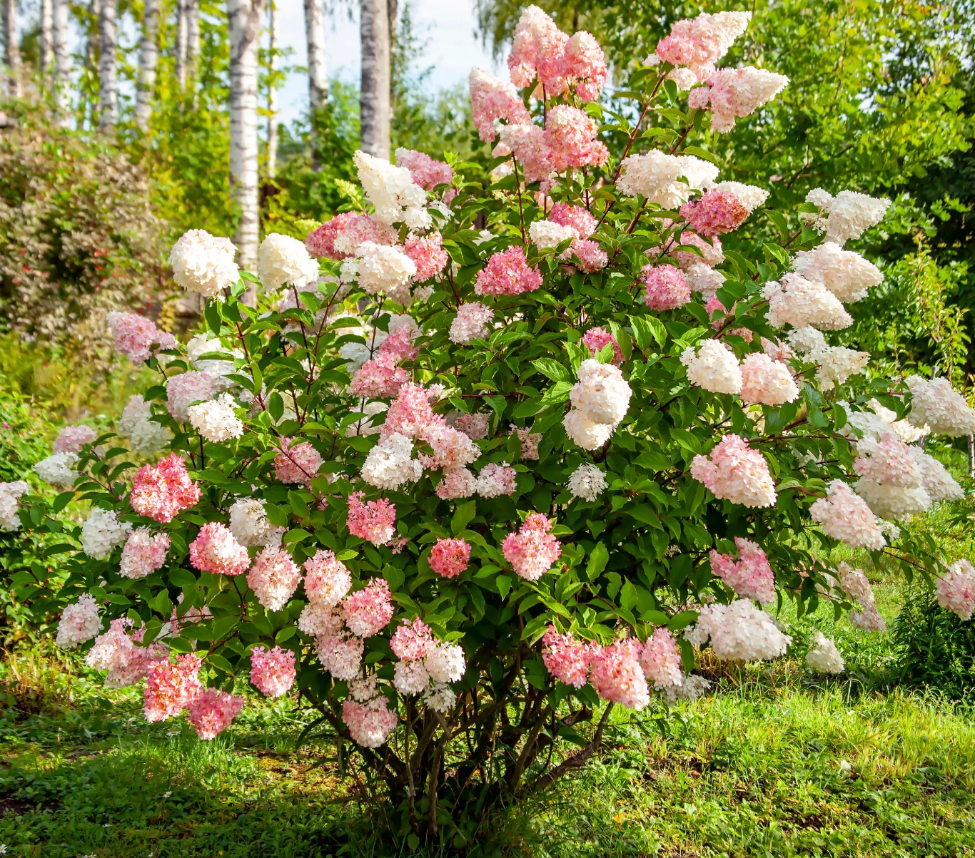 Hortensja bukietowa: Kwitnie od lipca do października