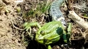 Zaskroniec atakuje żabę wodną 