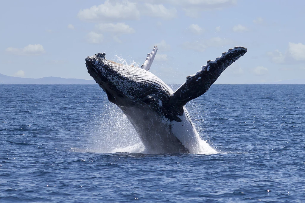 Płetwal błękitny to największe zwierzę na naszej planecie. Może osiągać nawet 30 metrów długości!