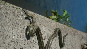 Węże żyjące w Fukushimie pokażą skażenie środowiska 