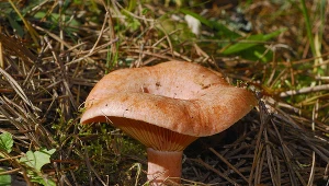 Wyglądają jak rydze, lecz są niejadalne. W ten sposób je odróżnisz 