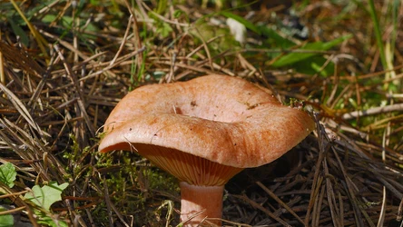 Jak rozpoznać rydza?