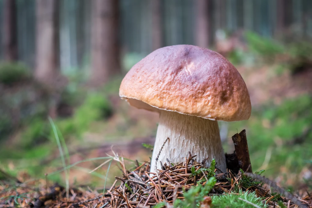W polskich lasach zaczął się już sezon na grzyby. Dorodne i liczne borowiki można znaleźć nawet przy drogach i w rowach