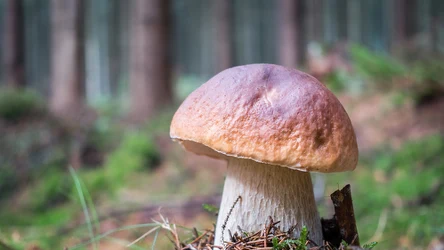 Gdzie najczęściej rosną borowiki? 