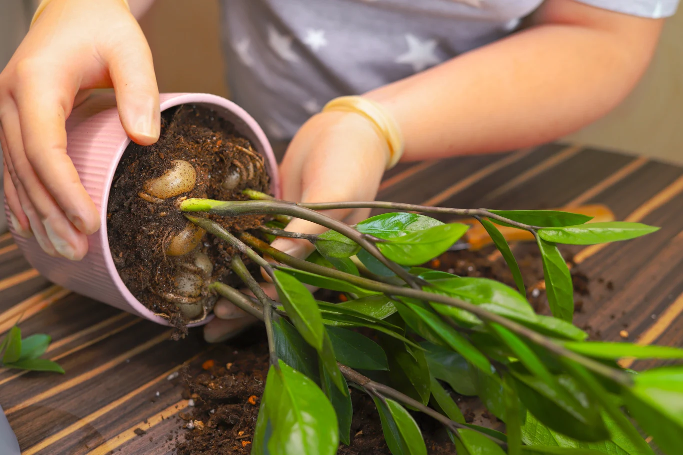 Nasze domowe okazy często wypuszczają nowe sadzonki. A co z nimi zrobić? Nasze domowe okazy często wypuszczają nowe sadzonki. A co z nimi zrobić?