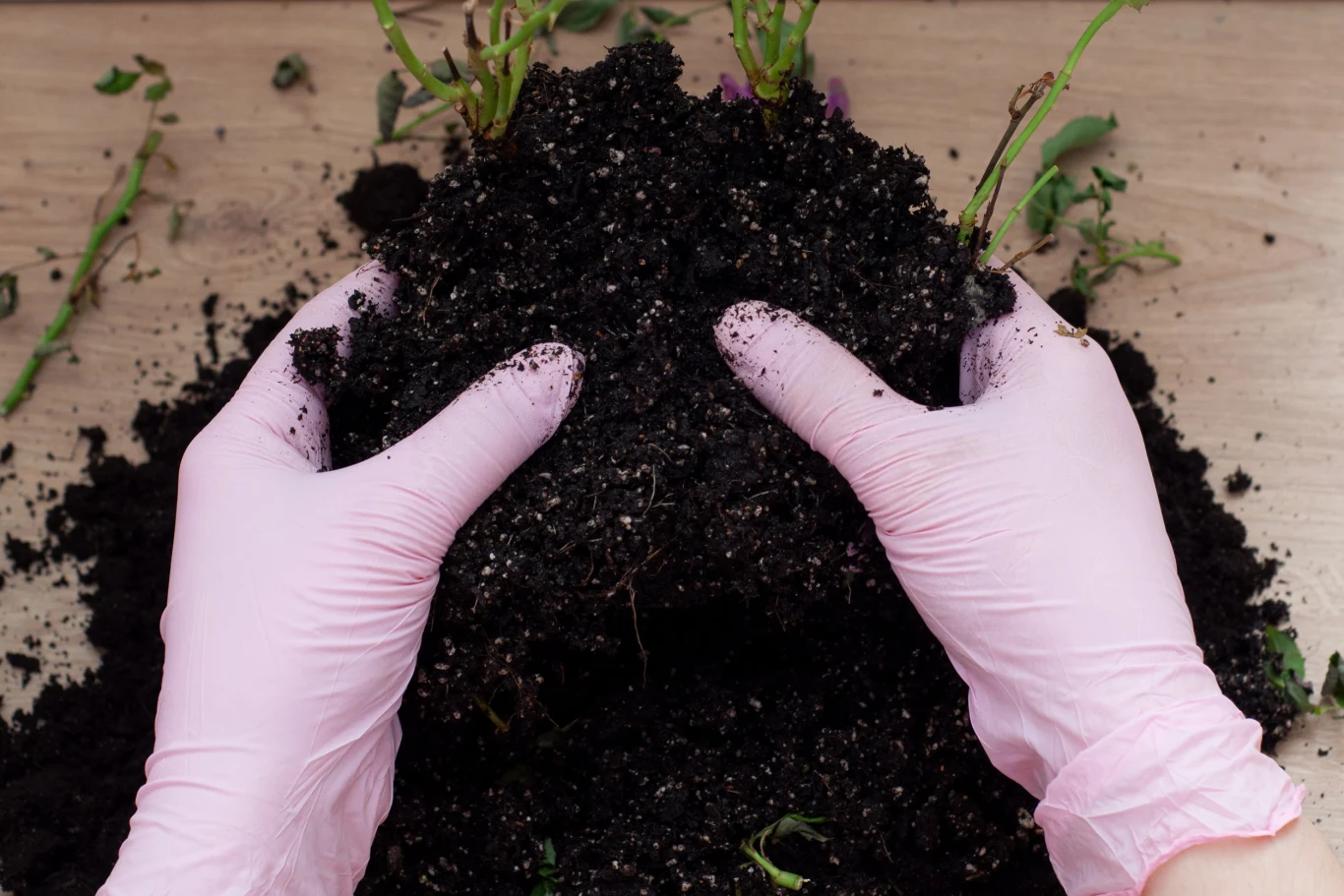 Podział rośliny nie jest trudny, ale trzeba zachować ostrożność, by nie zniszczyć korzeni Podział rośliny nie jest trudny, ale trzeba zachować ostrożność, by nie zniszczyć korzeni