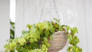 Bluszczom można ukorzeniać pędy, ale także stosować podział