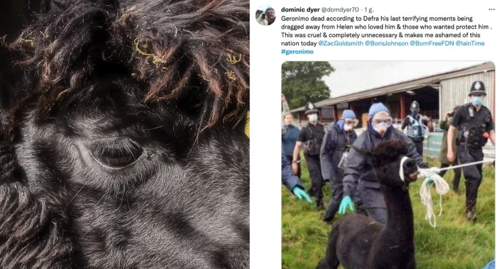 Po trzyletnim sporze sądowym uśpiono chorą alpakę Geronimo Po trzyletnim sporze sądowym uśpiono chorą alpakę Geronimo