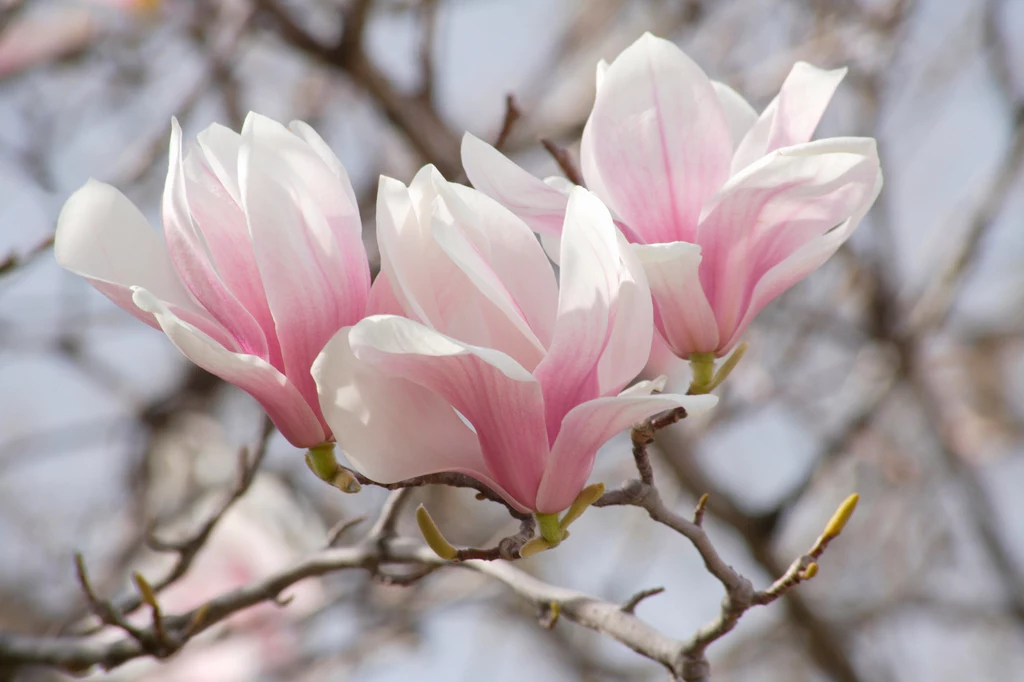 Wśród zagrożonych gatunków są magnolie 