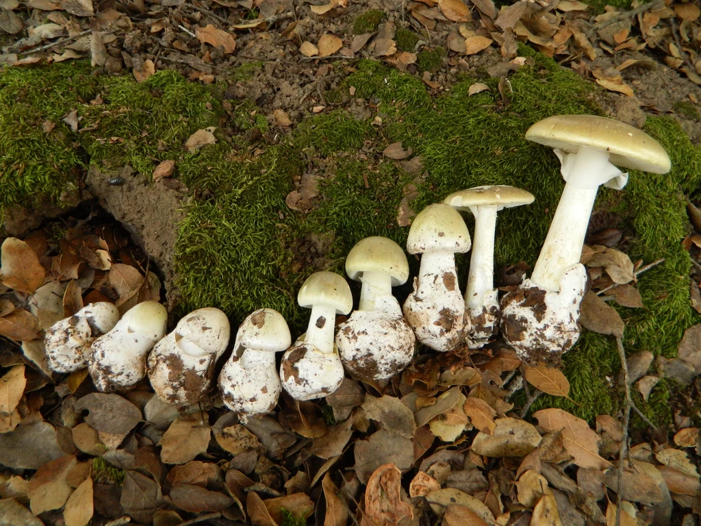 Muchomor sromotnikowy to jeden z najbardziej toksycznych grzybów w Polsce