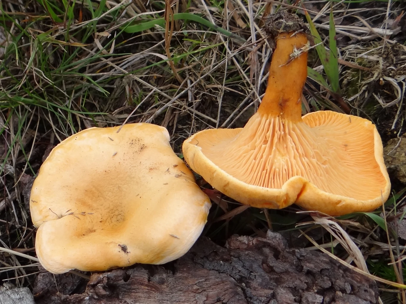 Lisówka pomarańczowa bardzo przypomina pieprznik czyli kurkę