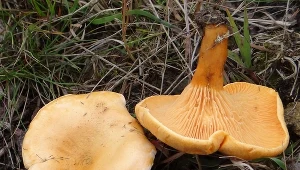 Przypominają lubiane przez nas grzyby, lecz są trujące. Tak je odróżnisz