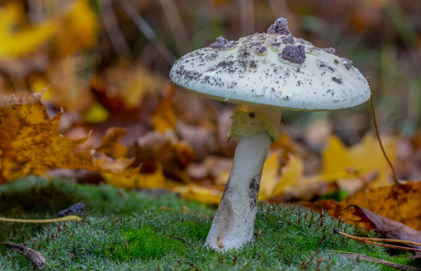 Muchomor sromotnikowy jest silnie trujący, a zatrucie często kończy się śmiercią Muchomor sromotnikowy jest silnie trujący, a zatrucie często kończy się śmiercią