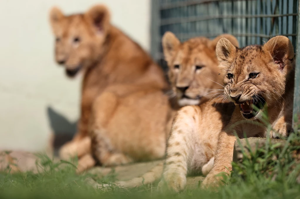 Pandemia nie odpuszcza. Coraz więcej ogrodów zoologicznych zaczyna szczepienia wśród niektórych gatunków