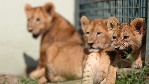 COVID-19: Ogrody zoologiczne rozpoczęły szczepienia zwierząt