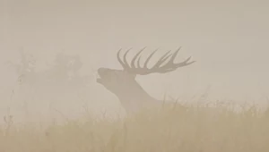 Ryk w lesie? Jelenie zaczynają gody