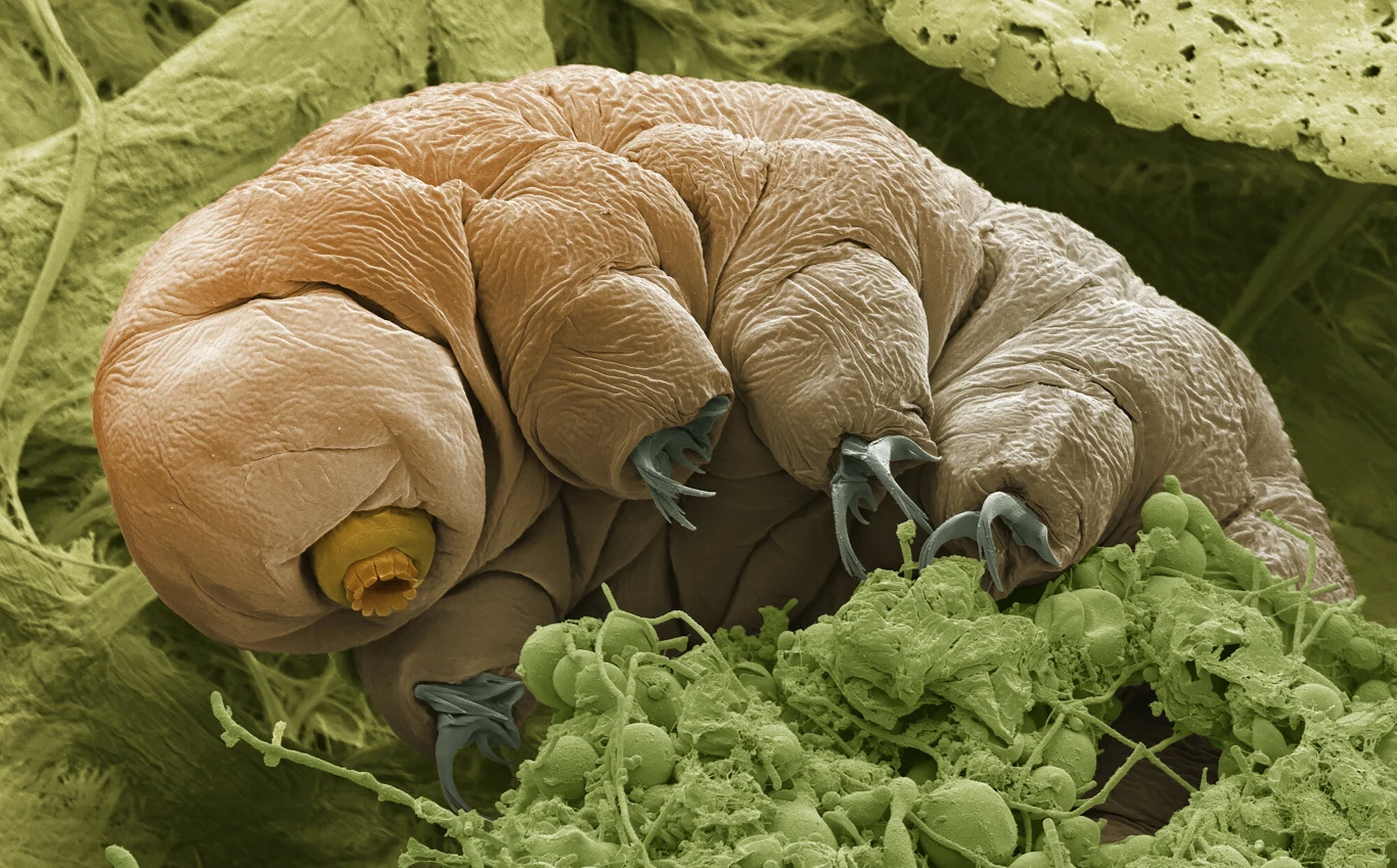 Niesporczaki są w stanie przetrwać nawet w kosmosie. Fot. STEVE GSCHMEISSNER/Science Photo Library Niesporczaki są w stanie przetrwać nawet w kosmosie. Fot. STEVE GSCHMEISSNER/Science Photo Library