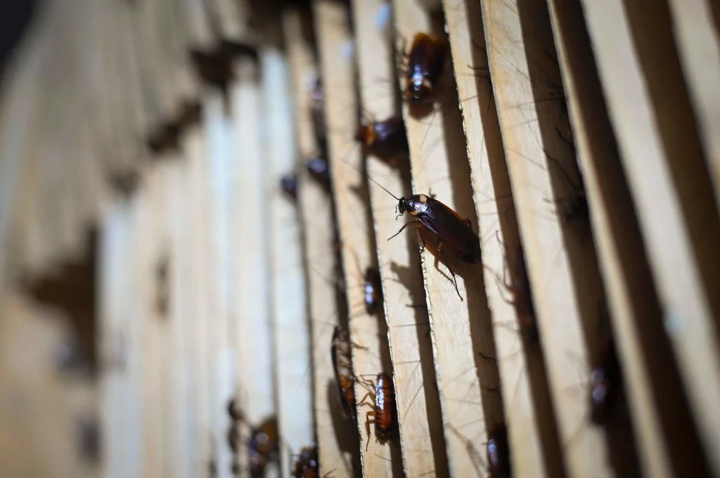 Istnieje ponad 4500 karaluchów. Przetrwać potrafią w zasadzie w każdych warunkach