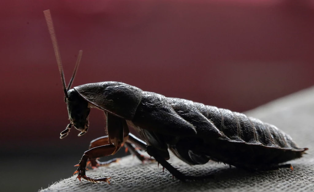 Największe karaluchy mogą osiągać nawet 18 cm rozpiętości skrzydeł. Fot. Juan Carlos Ulate 