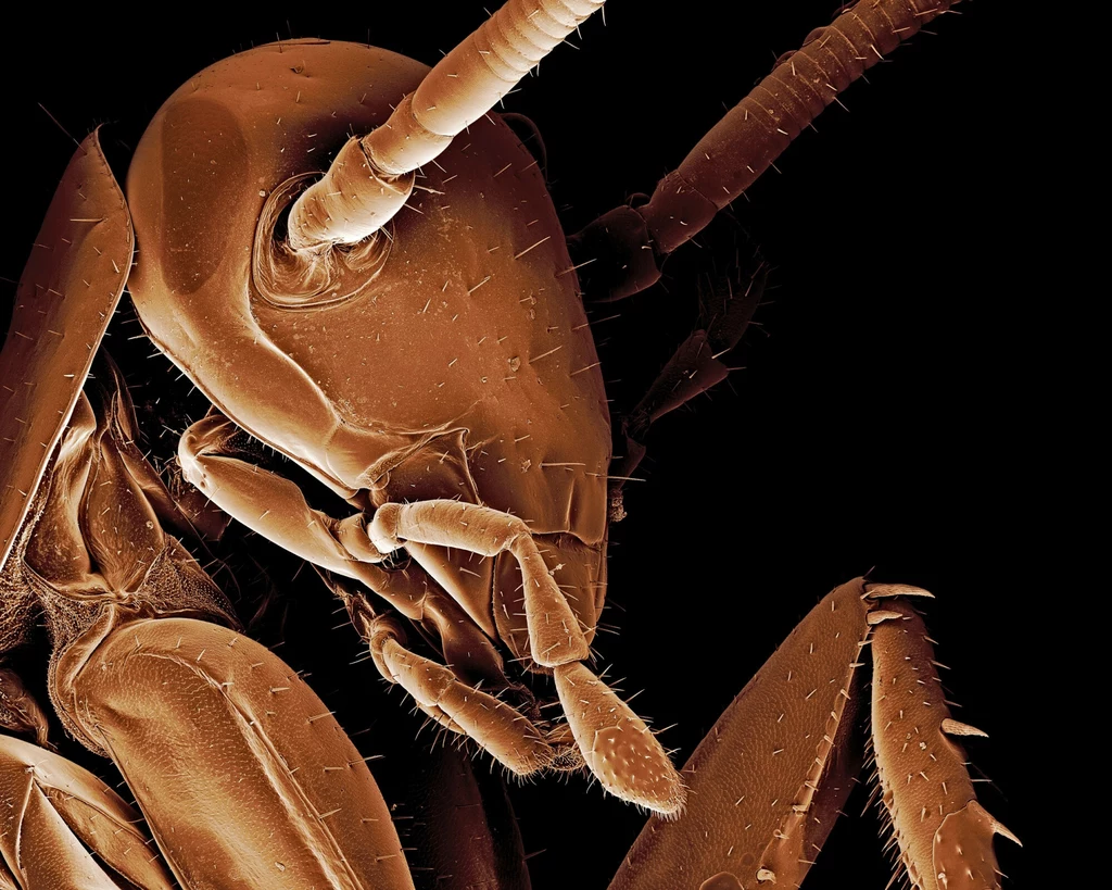 Koloryzowane zdjęcie głowy karalucha (Periplaneta americana) pod mikroskopem elektronowym