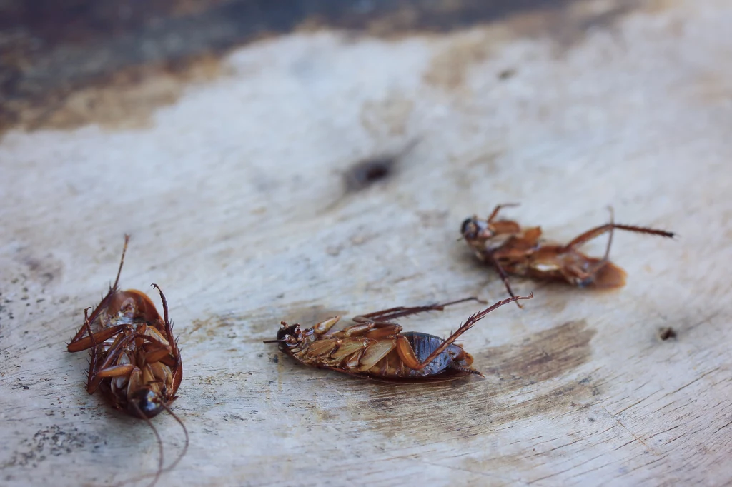 Udawanie martwego – to znana strategia karaluchów, gdy tylko pojawi się zagrożenie