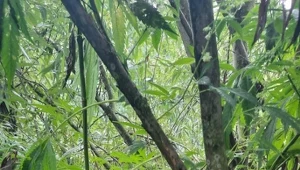 Na wierzbie umieszczono pojemnik, w których rosły konopie. 