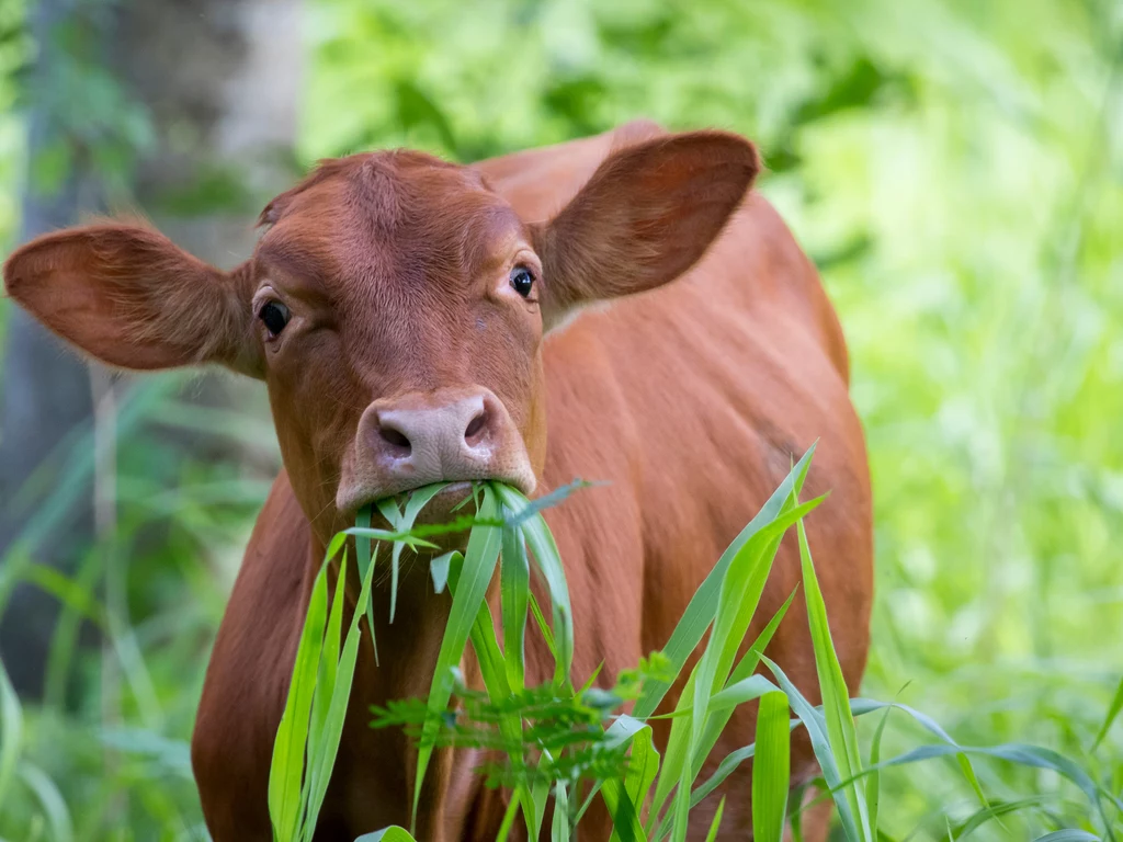 Co najmniej jedna trzecia emisji metanu, za którą odpowiedzialna jest ludzkość, pochodzi z rolnictwa.