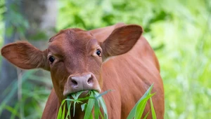 Klimatyczny problem z krowami. Jak poradzić sobie z emisjami metanu? 